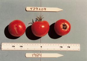 Click for 1 image(s) for this accession. FRUIT